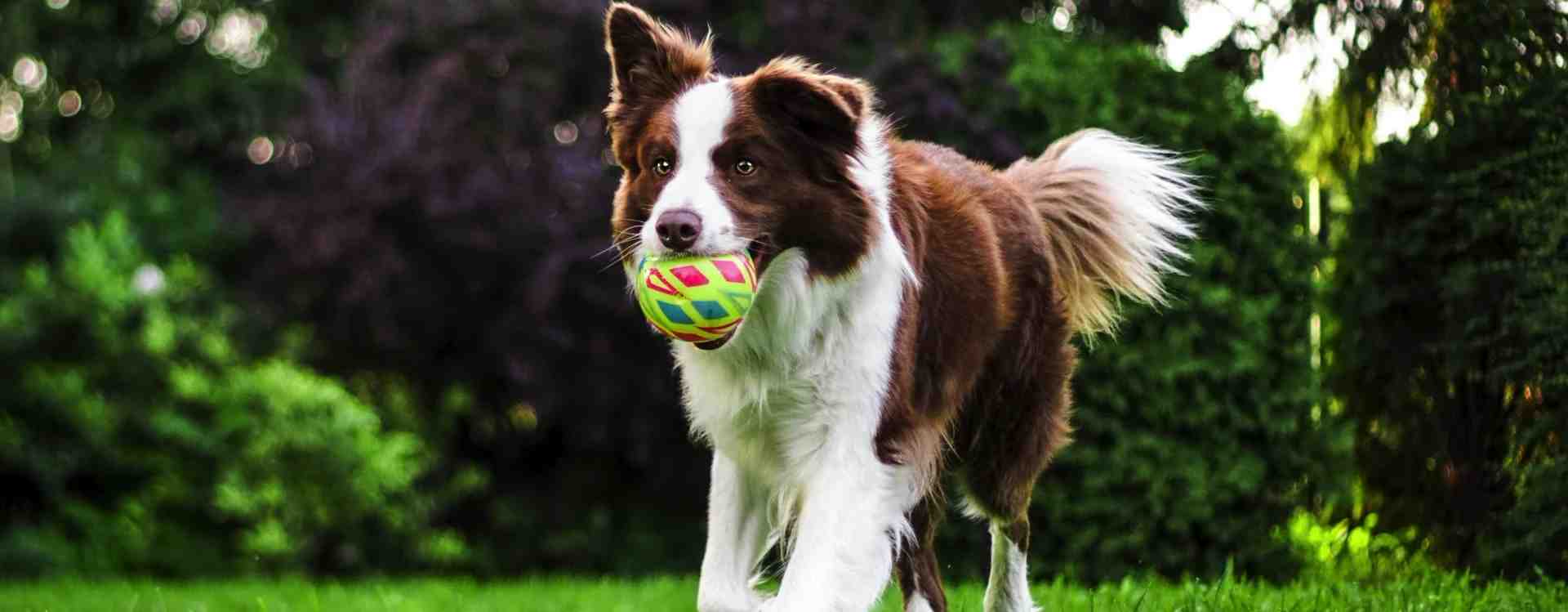 Perro encontró familia responsable