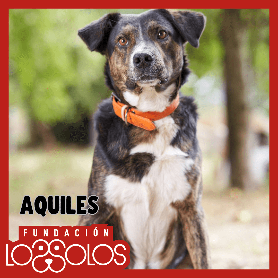 Aquiles