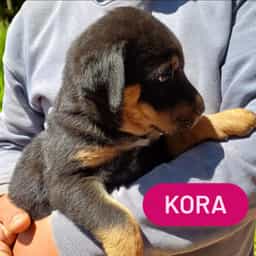 KORA