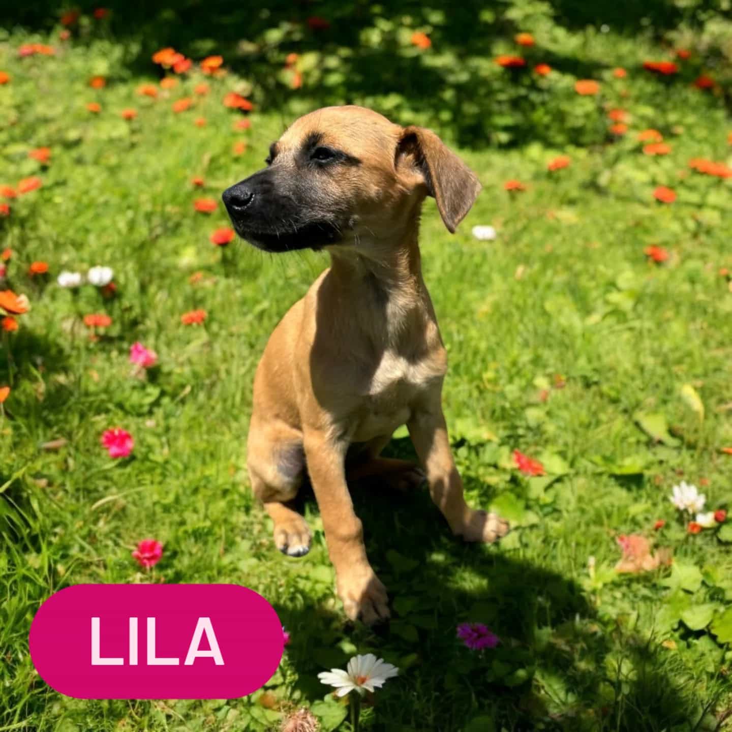 Lila