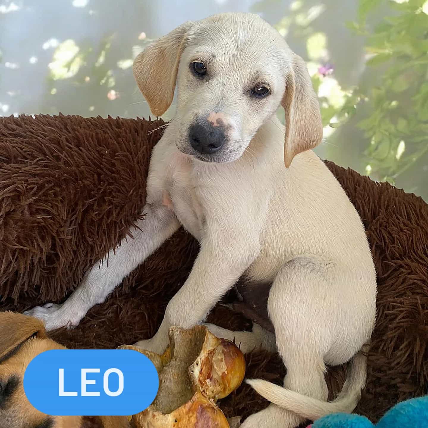 Leo