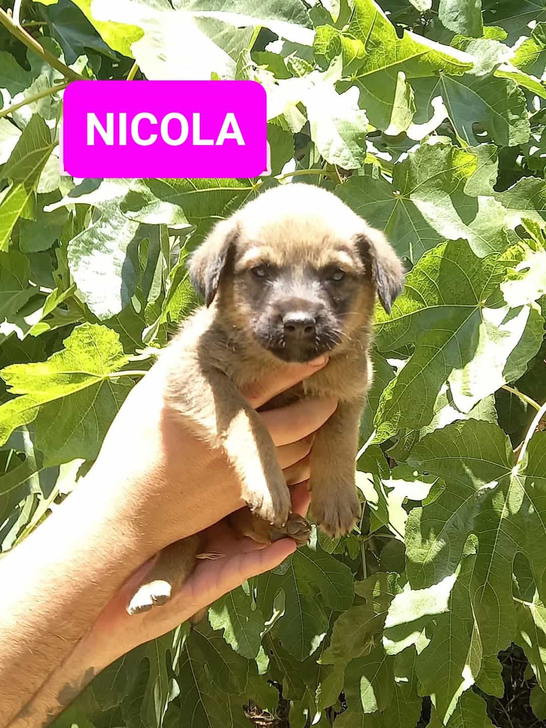 NICOLA