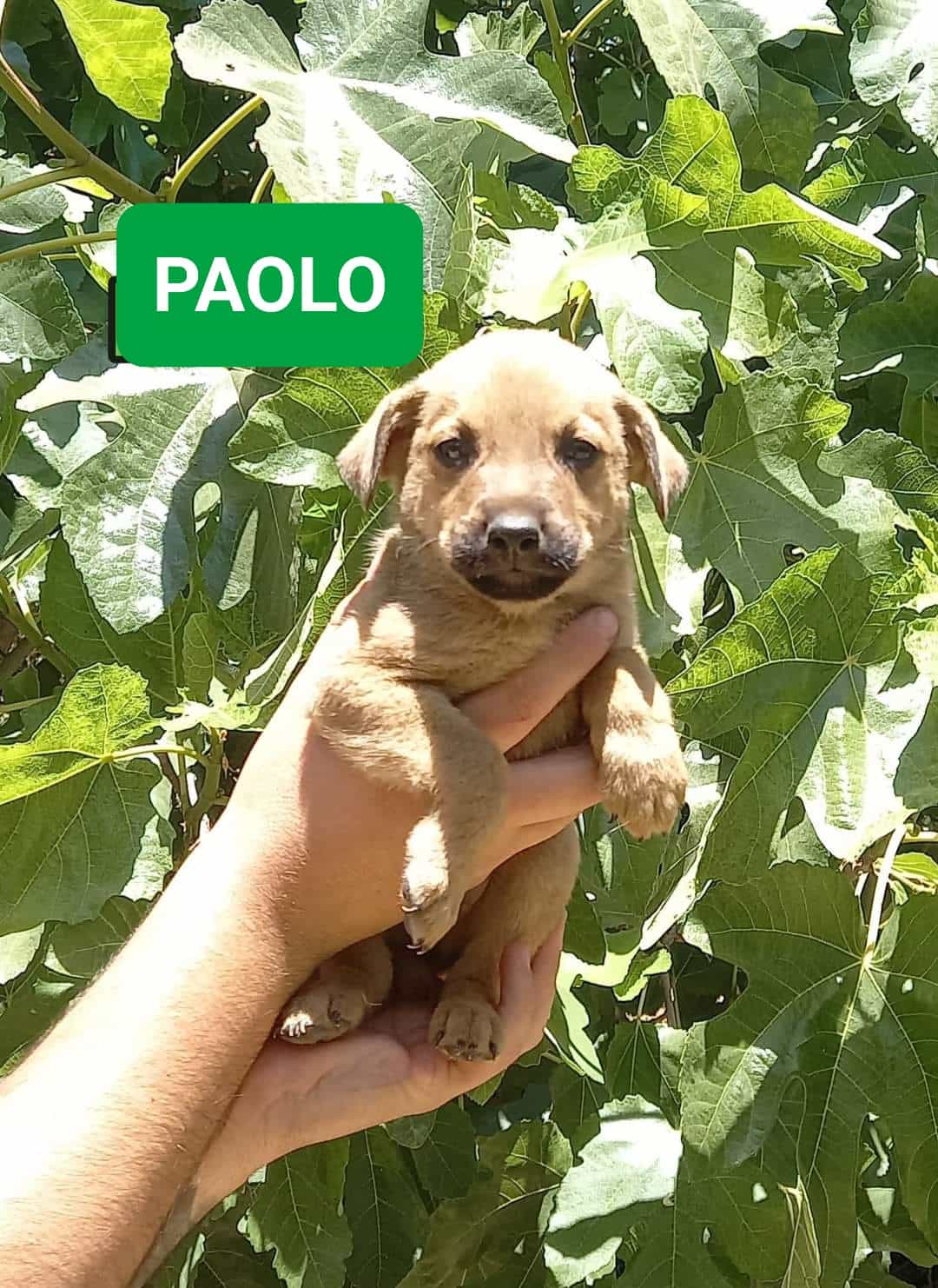 PAOLO