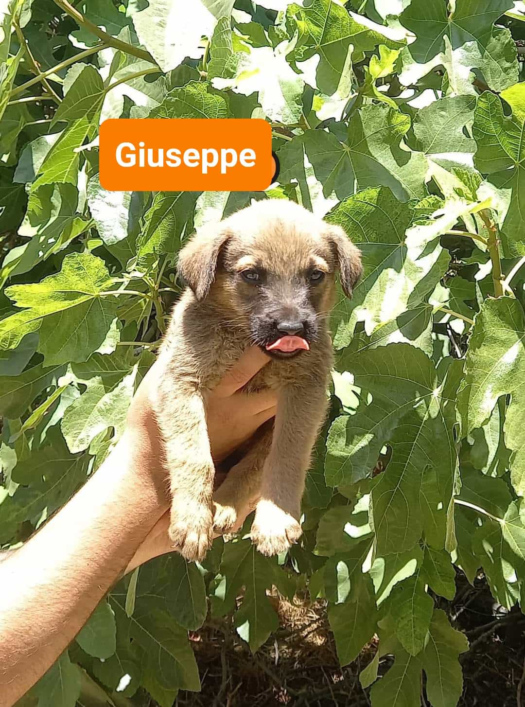 GIUSEPPE