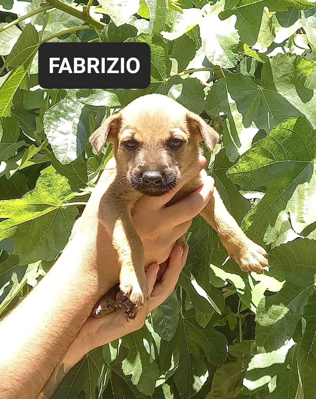 FABRIZIO