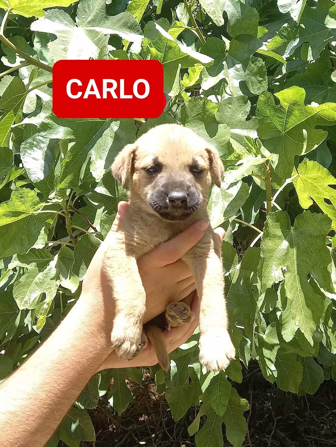 CARLO