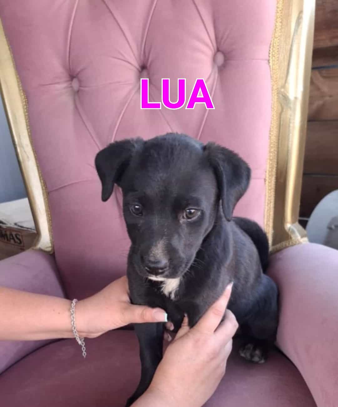 LUA