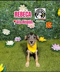 REBECA