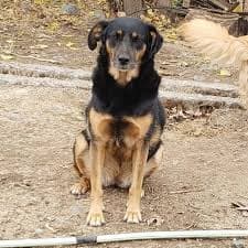 Refugio Protectora de Animales San Francisco de Asís Curicó en Curicó, Región del Maule